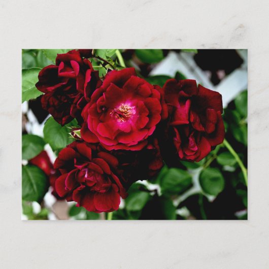 ROSE 2 POSTKARTE (Vorderseite)