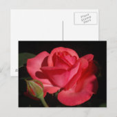 ROSE 5 POSTKARTE (Vorne/Hinten)