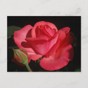 ROSE 5 POSTKARTE