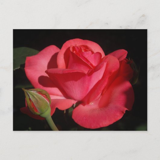 ROSE 5 POSTKARTE (Vorderseite)