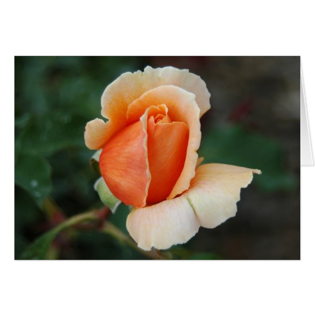 ROSE 6 (Vorderseite (Horizontal))