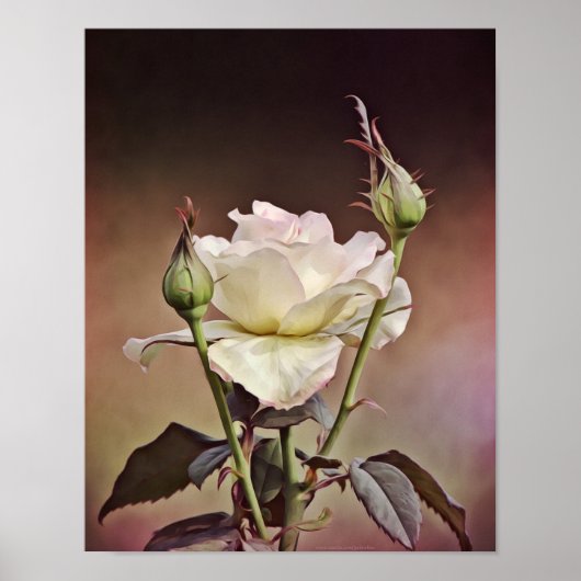 Rose Altes Weltportrait Fotografierende Kunst Poster (Vorne)