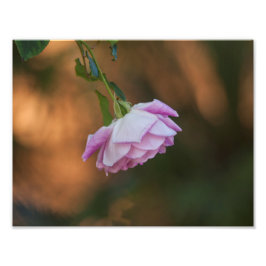 Rose am Morgen Fotodruck