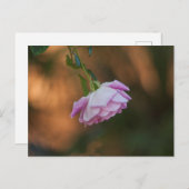 Rose am Morgen Postkarte (Vorne/Hinten)