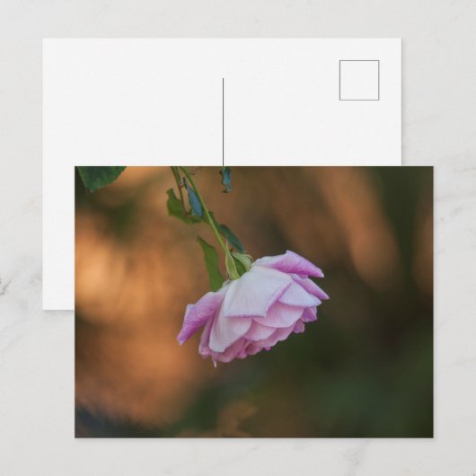 Rose am Morgen Postkarte (Vorne/Hinten)