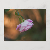 Rose am Morgen Postkarte (Vorderseite)