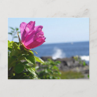Rose am Strand Postkarte