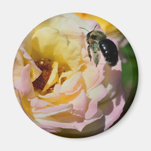 Rose And Bumble Bee Flower Photography Magnet (Vorne)