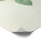 Rose, Anemon und Clematid Poster (Ecke)