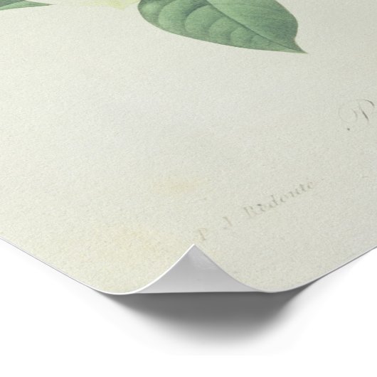 Rose, Anemon und Clematid Poster (Ecke)