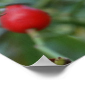 Rose angesagt Herbst Phto Poster (Ecke)