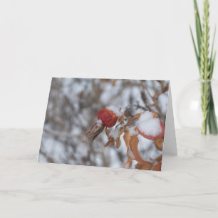 Rose angesagt in der Winter-Karte Karte