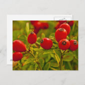 Rose Angesagt Postkarte (Vorne/Hinten)