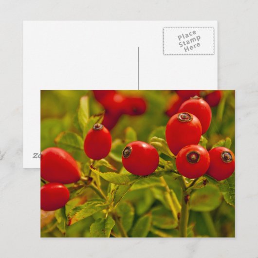 Rose Angesagt Postkarte (Vorne/Hinten)