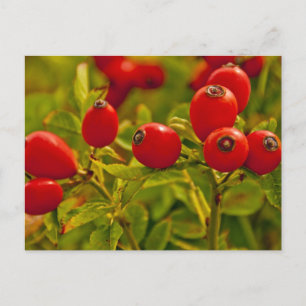 Rose Angesagt Postkarte