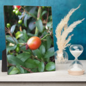 Rose angesagt reifen fotoplatte (Seite)