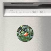 Rose angesagt reifen magnet (In Situ (Geschirrspüler))