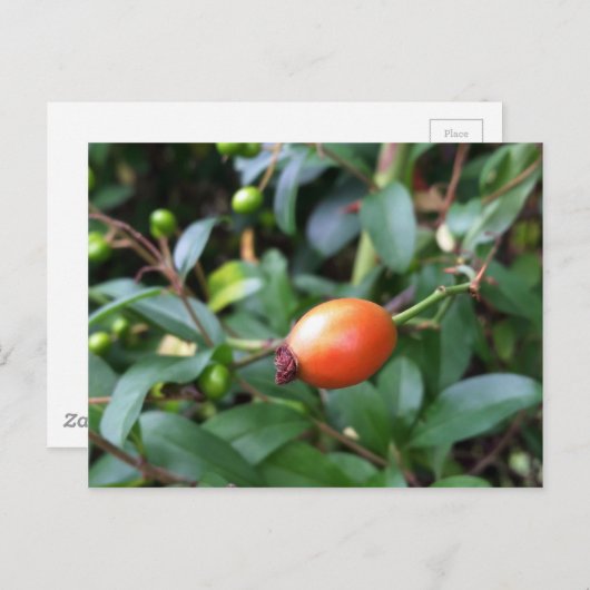 Rose angesagt reifen postkarte (Vorne/Hinten)