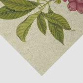 Rose Apple botanischer Ausdruck Seidenpapier (Ausschnitt)