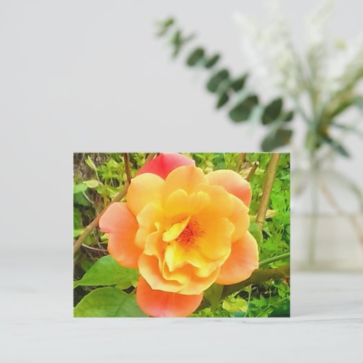 Rose Apricot Postkarte (Stehend Vorderseite)