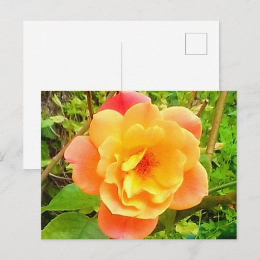 Rose Apricot Postkarte (Vorne/Hinten)