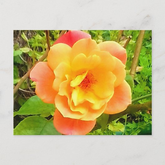 Rose Apricot Postkarte (Vorderseite)