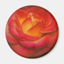 Rose auf Pergament Magnet