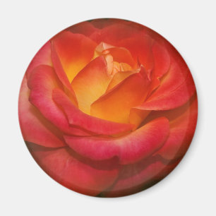 Rose auf Pergament Magnet