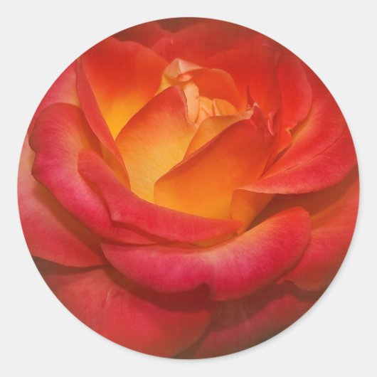 Rose auf Pergament Runder Aufkleber (Vorderseite)
