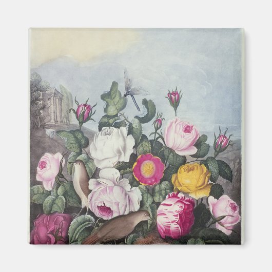 Rose aus dem "Tempel der Flora" Magnet (Vorne)
