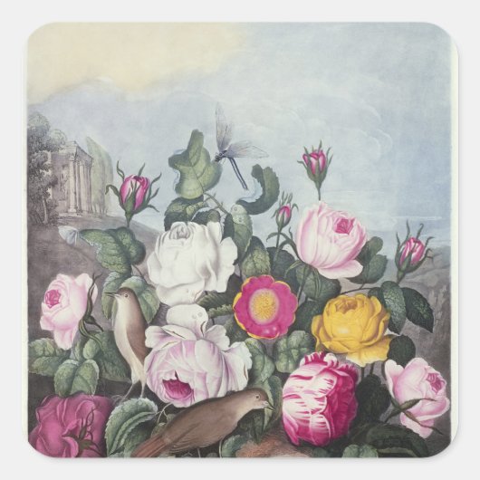 Rose aus dem "Tempel der Flora" Quadratischer Aufkleber (Vorderseite)
