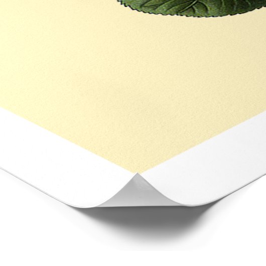 Rose aus rosa Tee Poster (Ecke)