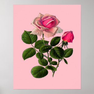 Rose aus rosa Tee Poster