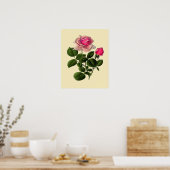 Rose aus rosa Tee Poster (Küche)