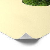 Rose aus rosa Tee Poster (Ecke)