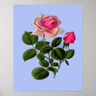 Rose aus rosa Tee Poster