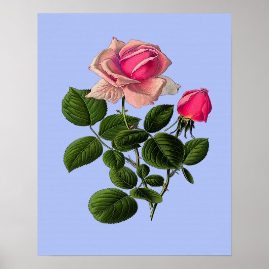 Rose aus rosa Tee Poster (Vorne)