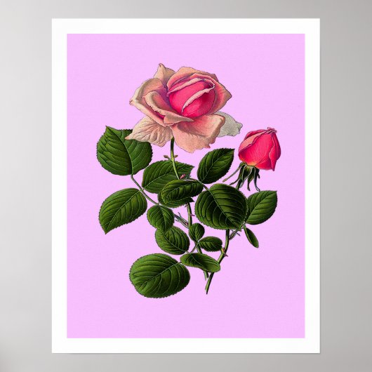 Rose aus rosa Tee Poster (Vorne)