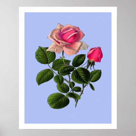 Rose aus rosa Tee Poster (Vorne)