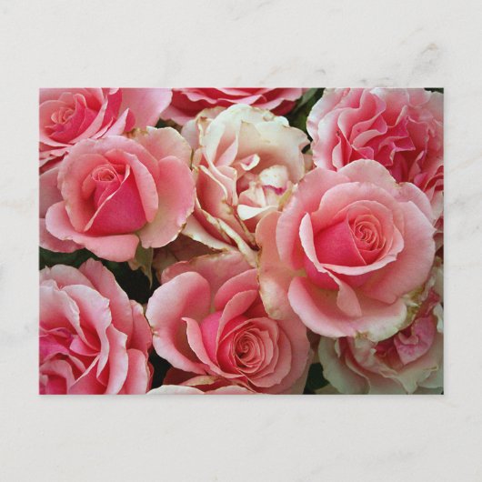 Rose aus Rosa und Creme Bouquet Blume Postkarte (Vorderseite)