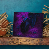 Rose aus schwarzem Material, Schwarze Spinnen Fotoplatte (Seite)