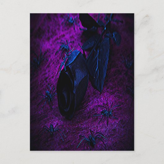 Rose aus schwarzem Material, Schwarze Spinnen Postkarte (Vorderseite)