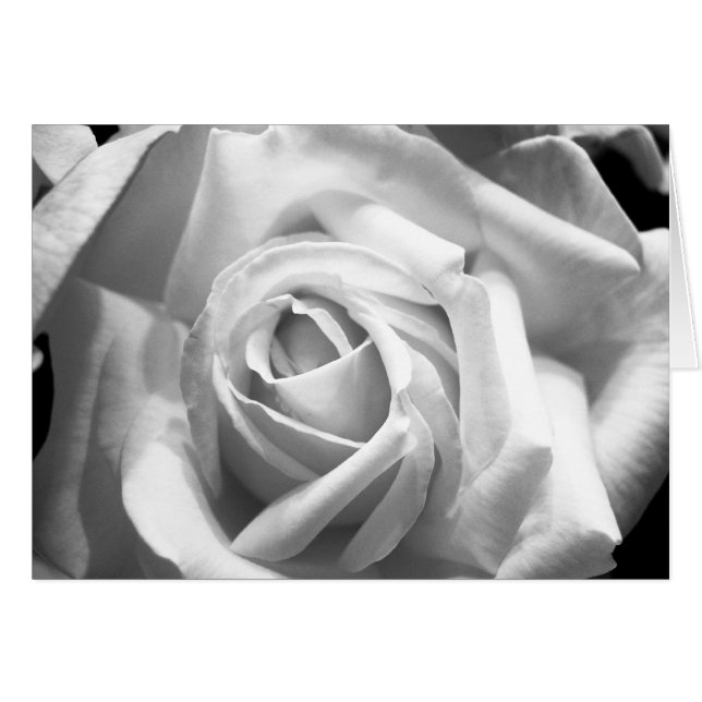 Rose B/W (Vorderseite (Horizontal))