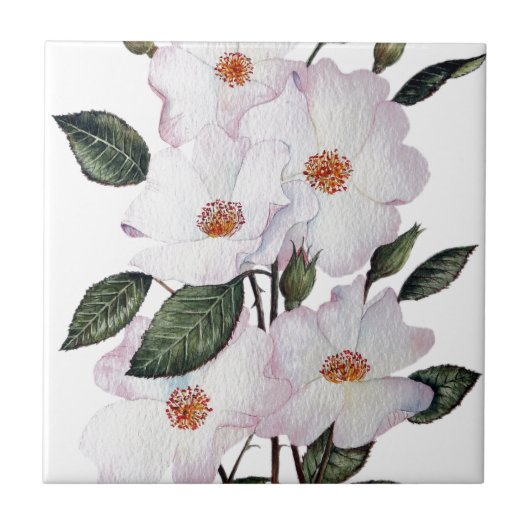 Rose "Ballerina" Kunst und Kultur Fliese (Vorderseite)