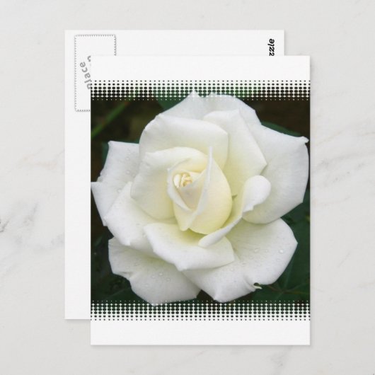 Rose Bedeutung Postkarte (Vorne/Hinten)