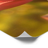 Rose bei Sonnenuntergang Poster (Ecke)