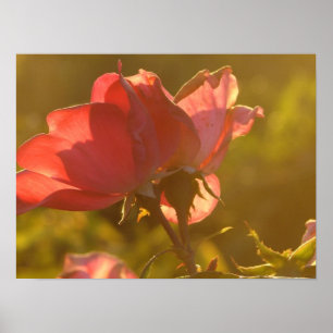 Rose bei Sonnenuntergang Poster