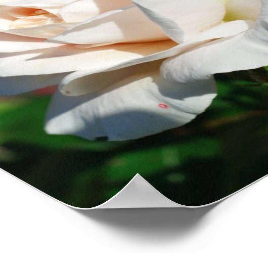 Rose Beige Hintergrund Poster (Ecke)