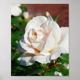 Rose Beige Hintergrund Poster