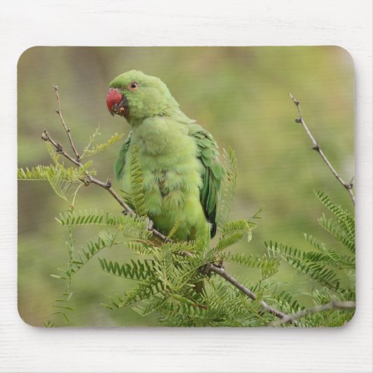 Rose-beringter Parakeet Mousepad (Vorne)